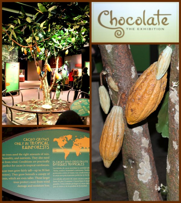 Chocolate the Exhibition Academy of Natural Sciences