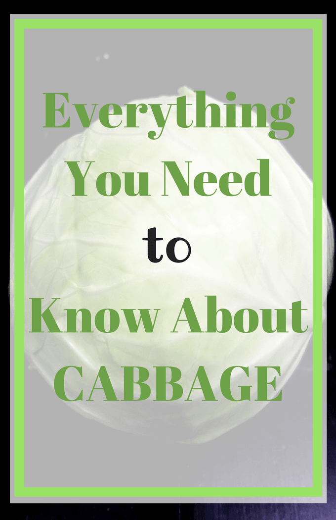 Everything You Need to Know About Cabbage Real The Kitchen and Beyond