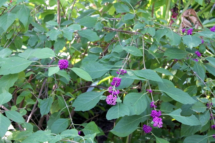 Fort Worth Botanic Gardens Purple Berries - www.realthekitchenandbeyond.com