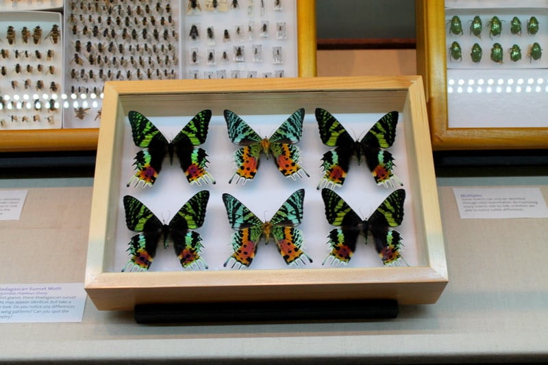 Academy of Natural Sciences Butterflies