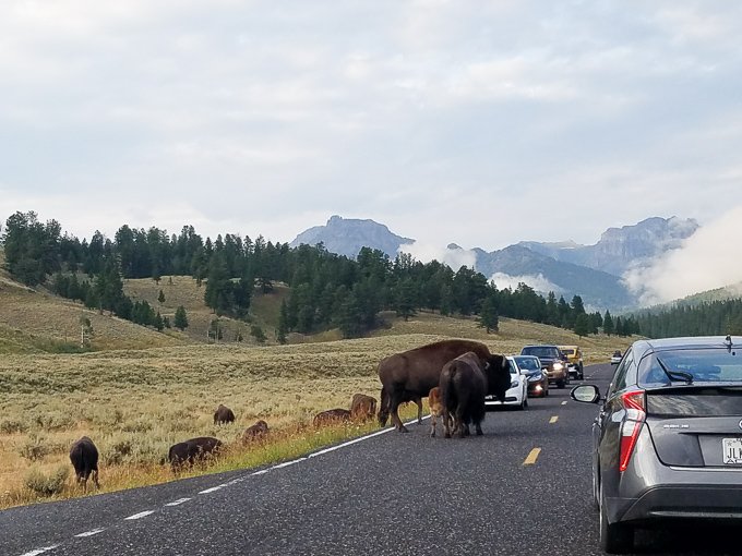Yellowstone National Park Bison in Road
